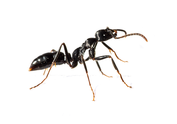dératisation et désinsectisation fourmis - klean expert - entreprise nettoyage lyon